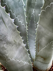 Mysteries Of The Agave Cactus
