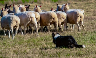 Naklejka na ściany i meble Border collie herding a flock of sheep