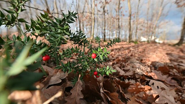 Butcher's-broom (ruscus aculeatus) and forest in winter.