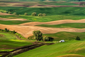Fototapeta na wymiar High angle view of the Palouse wheat country in the spring season