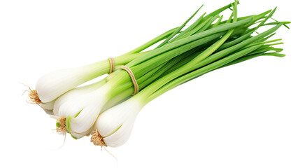 Fresh Japanese Bunching Onion isolated on white background