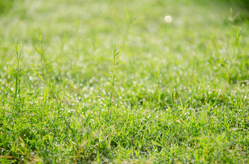 Fresh green grass background in sunny summer day in the garden