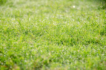 Fresh green grass background in sunny summer day in the garden