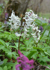 In spring, corydalis blooms in the forest