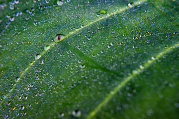 A bug was trapped in a dew drop