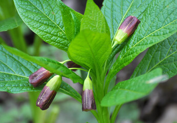 In spring, Scopolia carniolica blooms in the forest