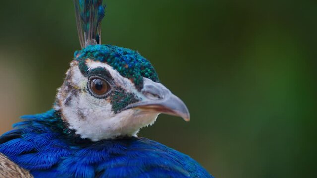Closeup of the head of an adult blue peacock. Peacock shakes feathers. Colourful peacock shows his feathers to female and shakes it intensively. Close up view of peacock spreading his tail feathers
