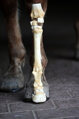 Anatomie in der Veterinärmedizin. Vorderbein eines Pferdes im Original und skelettiert