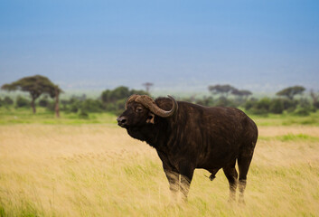 Wielki bawół na afrykańskiej sawannie