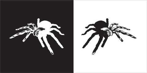 Illustration vector graphics of spider icon
