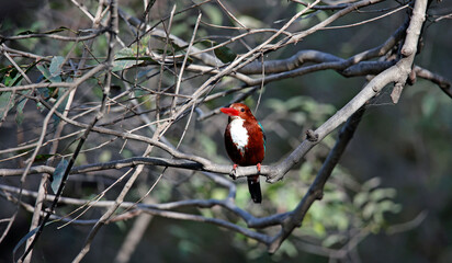 White throated kingfisher perched in the forest
