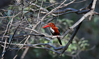 White throated kingfisher perched in the forest