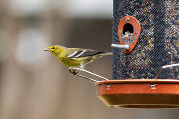 Yellow Warbler sitting on a birdfeeder in backyard. birdwatching bird feeders.	
