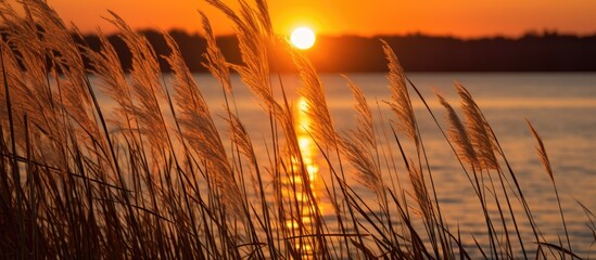 As the sun began its descent, the reeds stood tall and proud, their slender forms creating elegant silhouettes against the vibrant hues of the sunset.