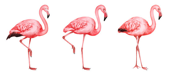 pink flamingos isolated on white