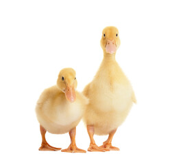 Two cute funny curious ducklings isolated on white background