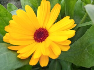 Fototapeta premium yellow flower in the garden