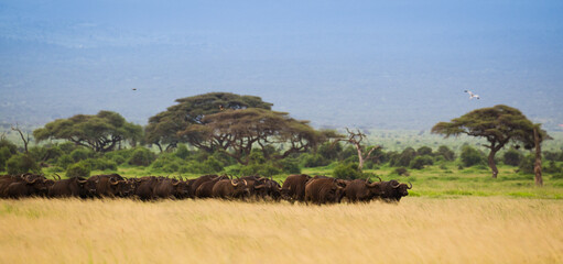 Duże stado bawołów na afrykańskiej sawannie w Amboseli Kenia © kubikactive