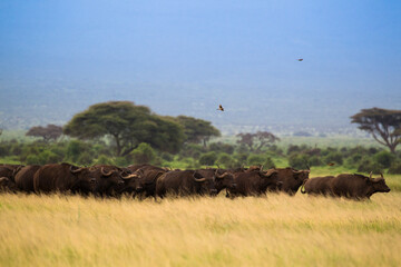Duże stado bawołów na afrykańskiej sawannie w Amboseli Kenia