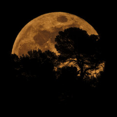 Fototapeta na wymiar Pleine lune du loup se levant derrière des pins en ombre chinoise