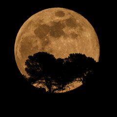Pleine lune du loup se levant derrière des pins en ombre chinoise