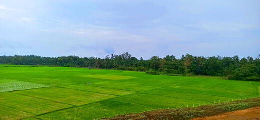 Beautiful view of newly planted rice fields, surrounded by village forest with a beautiful backdrop of vast blue skies in Aceh Besar, Indonesia