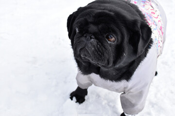 Close-up portrait of black pug against white snow landscape. Beautiful purebred pug girl weared in...