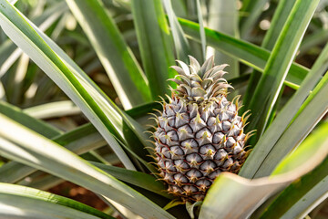 Fototapeta premium Close up of pineapple fruit growing in glass greenhouse. Traditional pineapple plantation on Sao Miguel island, Azores, Portugal