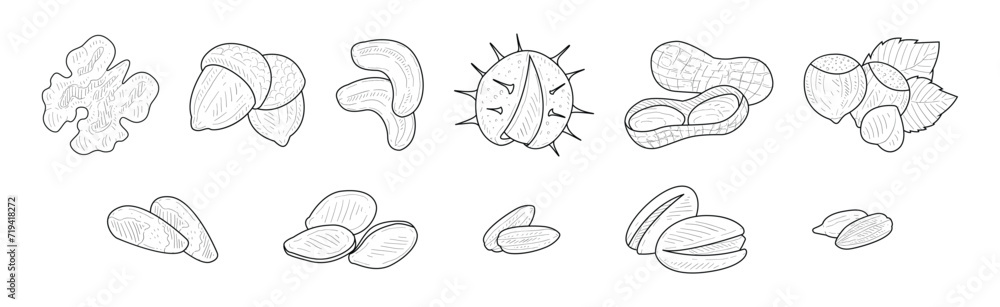 Aufkleber nuts and kernel with shell hand drawn element vector set