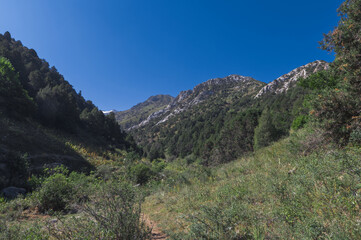 green field with grass and trees in the Kaskasu gorge in the Tien Shan mountains in Kazakhstan in summer