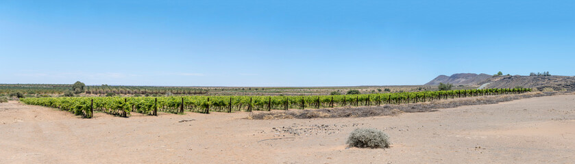 large vineyard in desert, near Naute Dam, Namibia