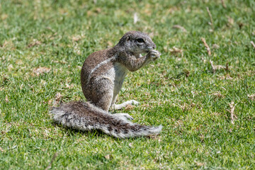 ground squirrel eating on grass at lodge in desert, near Hobas,  Namibia