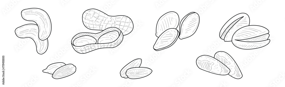 Aufkleber nuts and kernel with shell hand drawn element vector set