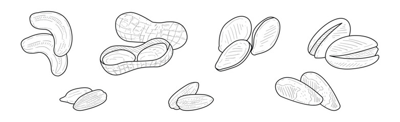 Nuts and Kernel with Shell Hand Drawn Element Vector Set