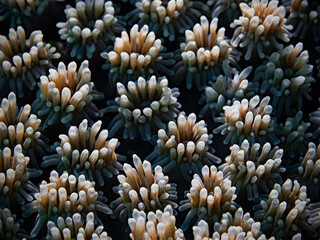 Naklejka na ściany i meble Coral polyps of a stone coral