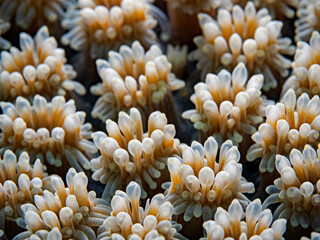 Coral polyps of a stone coral