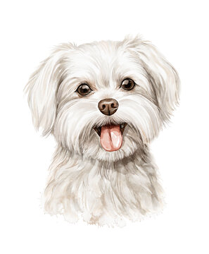 Watercolor portrait of head maltese bichon lapdog character dog isolated on white background. Hand drawn illustration sketch