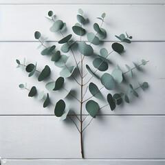 branch of eucalyptus leaves isolated on white table background, top view