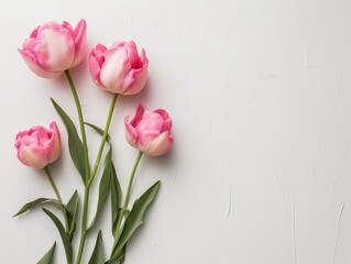 Sleek White Background Accentuating a Bouquet of Pink-Edged White Tulips for Mother's Day
