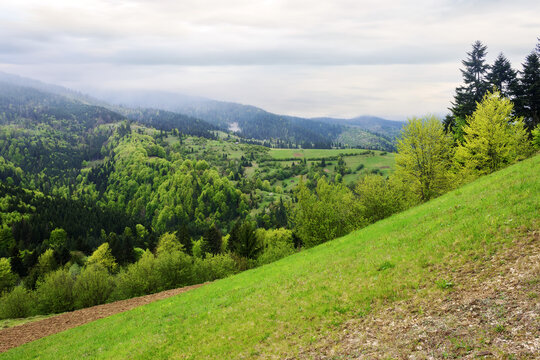 carpathian rural landscape in spring. grassy hills and fields on rolling hills of ukrainian mountainous countryside. distant mountain range beneath a cloudy sky