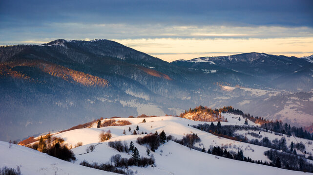 carpathian countryside with snow covered hills in morning light. beauty of ukrainian rural landscape in wintertime