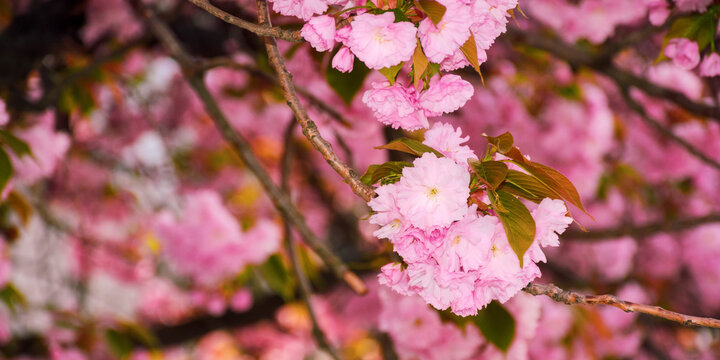 pink branch of sakura in full blossom. festive hanami background from ukraine