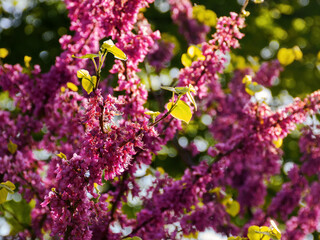 closeup of purple blossoming branches of judas tree in the garden. nature background on a warm april day