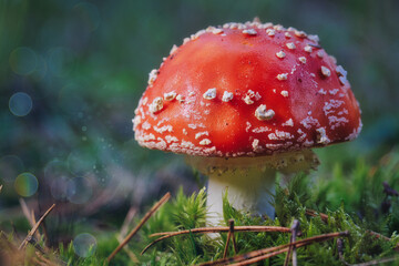 Beautiful - Red Fly Agaric Mushroom in Forests - Amanita Muscaria - Toadstool - Close-Up - Herbst Stimmung - Waldpilz - Glückspilz - Fliegenpilz - Colorkey - Background - Mushroom in the Woods