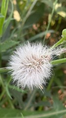 dandelion seed head