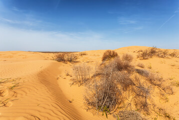 Fototapeta na wymiar A desert plant in the sands of the Big Brother dune in the Astrakhan region. Russia