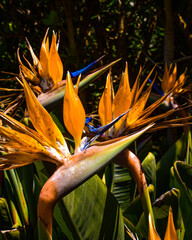 Rajskie kwiaty z Madery w parku Monte Palace - obrazy, fototapety, plakaty