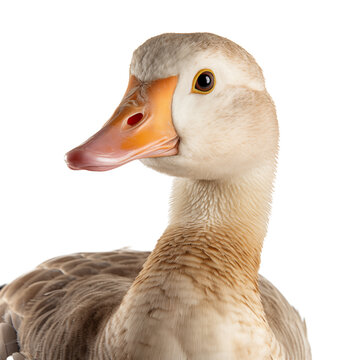 duck looking at the camera close up on a white isolated background.