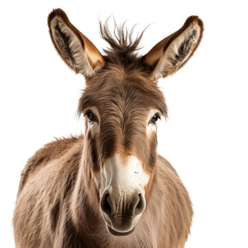 donkey on a isolate white background close-up 