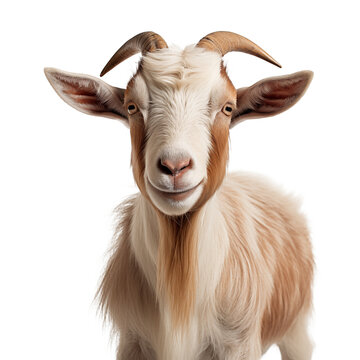 goat on a isolate white background close-up 